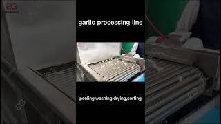 Garlic Processing Line With Garlic Peeling Washing And Sorting Machine