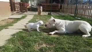 Dogos Argentinos (Padre e Hijo)