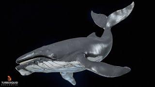 Humpback Whale 3D Model Turntable 4K 60 FPS