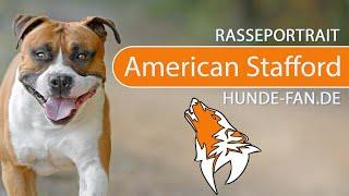 ► American Staffordshire Terrier [2018] Rasse, Aussehen & Charakter