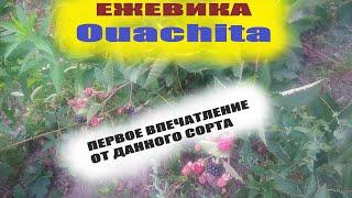 Ежевика садовая Аучита(Ouachita) первый год плодоношения и первое впечатление от бесшипного сорта