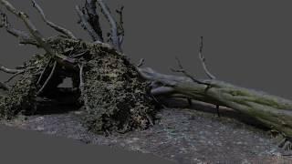 Fallen Tree Photogrammetry Scan