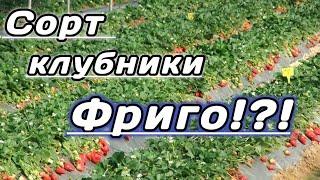 Сорт клубники "Фриго"? Как правильно посадить саженцы клубники Фриго. Belklubnika.by
