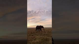Elephant in Tarangire by Nature Venture Africa