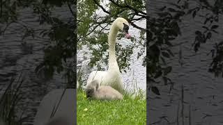 I Wonder Why/ Swans and #cygnets growing up in Tveiten Birdwater