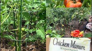 Tips for pruning tomato plants can help balance leaf and fruit production.