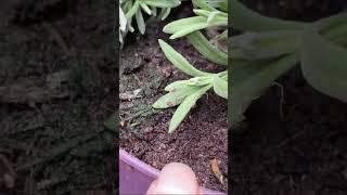 Reason for Lavender Yellowing Leaves | Short