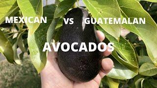 GROWING MEXICAN VS GUATEMALAN AVOCADOS | WHATS THE COLD TOLERANCE DIFFERENCE?