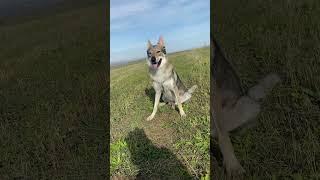 #wolf #funnyvideos #волк #wolfdog #собака #чехословацкийвлчак