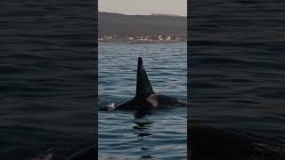 Killer whale at sunset!