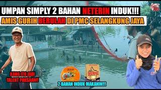 UMPAN SIMPLY CUMAN 2 BAHAN INDUK RAME MAKAN!!! AMIS GURIH BERULAH DI PMC SALANGKUNG JAYA!!!