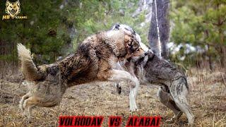 Caucasian Volkodav versus Alabai Dog | Which One is the Strongest ?