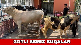 SEMIZ ZOTLI BUQALAR️90-627-62-07 ARZONCHI UKAMIZDAN