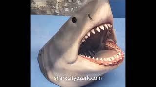 New Shelf Shark Series