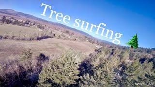 Tree surfing | Tinytacos FPV