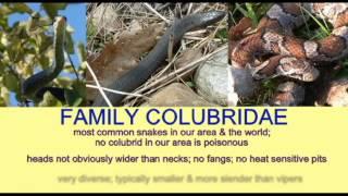 REPTILE EXAM: SNAKE FAMILY COLUBRIDAE.avi