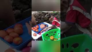 Smart and cute monkey Chita buys vegetables and fruit
