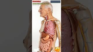 Digestive System Animation | Gut AI Art | 183