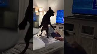 Funny Labrador#dog#labrador#funny #for #foryou #fyp #foryoupage #funnyvideo#pet#animals