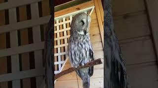 Буду лаять и пугать  #сова #owl #музейсовушек #филосовия #токсово