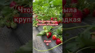 Подкормка для клубники во время сбора урожая, чтоб ягода была вкусная и сладкая . #огород