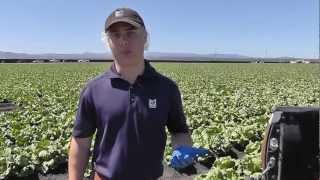 Markon Live from the Fields, MFC Lettuce, June 26, 2012, Salinas, California