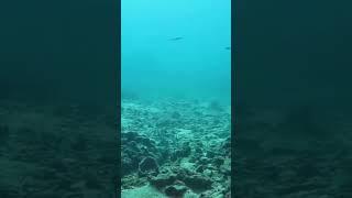 [Chill Music] Aquatic Serenity, Coastal Tranquility - ‘The Shallows' (Chill, Relax, Study, or Sleep)