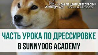 Один урок из жизни SunnyDog Academy. Балуемся на занятиях по дрессировке