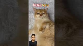 Why do all cats do this?? #cat#funny  #shortsvideo