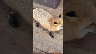 Ли Сяо / Alice the Fox Лиса Алиса (Лиса и совы!!)