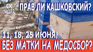 Почему метод Кашковского то работает, то нет? Неправильные пчёлы? Или неумелое пчеловодство? СК-№122