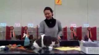 肥Dum@Cat Show / Feb 2010 (Ring 7 - Aki Tamura)