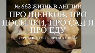 Про щенков, про посылки, про сад и про еду. № 663 Жизнь в Англии