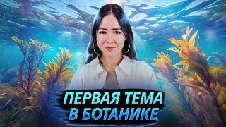 Все о водорослях для ЕГЭ: первая тема в ботанике I Умскул