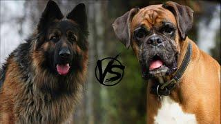 German Boxer vs German Shepherd - Who will win in a fight? Who is stronger?