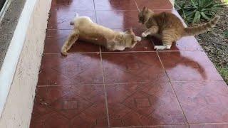 Most horrifying Epic Cat Fights Ever  caught on camera (!!Fight till Death!!...almost)