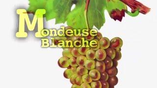 Cépage MONDEUSE BLANCHE