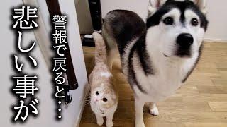 留守中に警報がなったので急いで家に引き返したら猫と犬が...