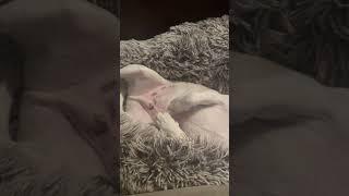 #dogs #dogforlife
