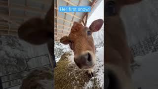 Cows first snow storm in Alaska! #jerseycows #alaska