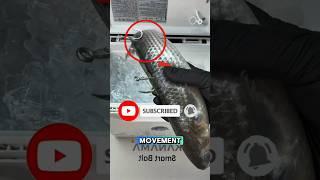 Bringing a Dead Fish Back to Life – The Ultimate Fishing Hack! (Kanama Smart bait TT)