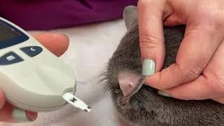 How To Check Your Cats Blood Glucose Levels