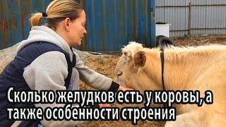 Сколько желудков есть у коровы, а также особенности строения и основные патологии