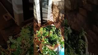 Go green - 1st May 2024 - #greenplants #wateringplants #waterspray #plant #greenish