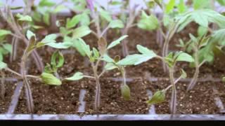 Step by Step:  How To Grow Tomatoes from Seed | Gardener's Supply ‍