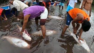 Semua orang berdatangan melihat ikan termahal yang selama ini dicari  鲷鱼Diāo yú