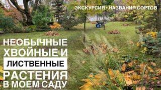 #160 Необычные хвойные и лиственные растения | Прогулка + названия сортов