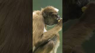 Spider Monkeys: Amazing Tree Acrobats & Guardians of the Jungle | Wildlife Documentary | Wild Wonder