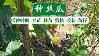 【丝瓜种植】我这样种丝瓜 避免了丝瓜不开花不结果  II  丝瓜的播种时间  育苗  移苗  剪枝  收获  留籽