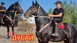 АЙТЫЛУУ   ДУБАЙ  пай пай Аттын  Зору   ЁМАдан Чыкты 